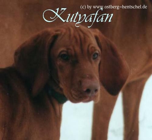 kutyafan-vizsla hete